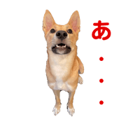 Woody woof woof