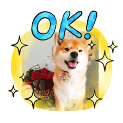 Shiba-inu Mikan