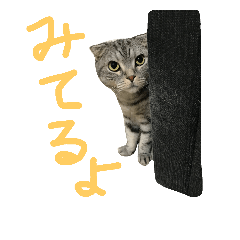 The cat's name is pam. From japan.