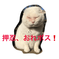 押忍 おれボス 野良猫上等っす Line スタンプ Line Store 押忍 おれボス 野良猫上等っす Line スタンプ Line Store