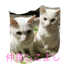 my sweet cat & cat