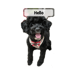 黑貴賓哈魯和瑪爾濟斯貝貝