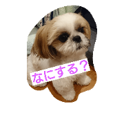DOG(Shih Tzu)