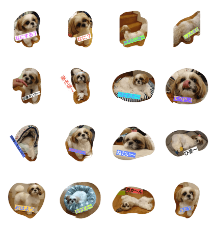 DOG(Shih Tzu)