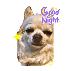 ringo_20210814135810