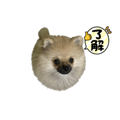 Stamp of Pomeranian named Amber
