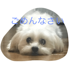 Moka is a dog.