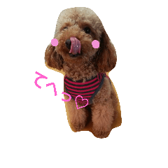 Toy poodle,Stamp that can be used.