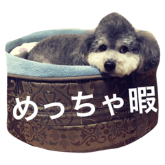 I am a Toy Poodle.Name is Duffy.