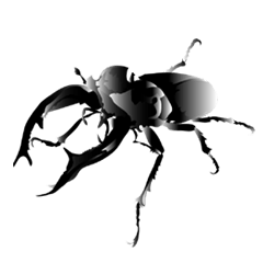 8 kinds of stag beetles