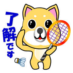 A shiba inu which plays badminton
