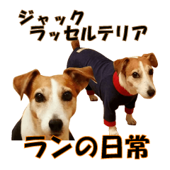 Jack Russell Terrier Ran chan Sticker