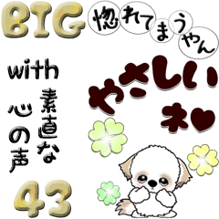 【Big】シーズー43『素直な心の声と共に』