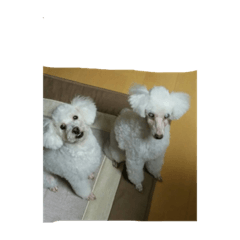 Junko_20210814123322