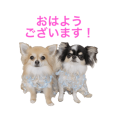 Chihuahua Popo&Sumomo