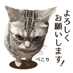 上 Line スタンプ 猫 動く 無料 最高の画像壁紙日本am