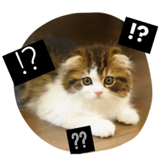 [""RIKU"of Scottish Fold"]