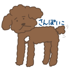Toy poodle Cham