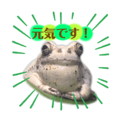 Japanese Tree frog A-chan