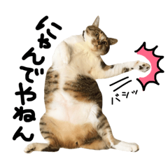 【ココラテ】普段使えるネコのスタンプ2