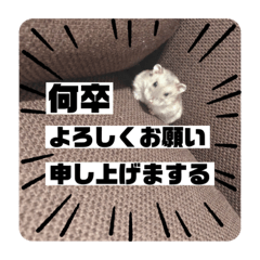 愛ハムセサミ④