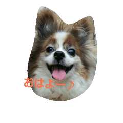 papillon momoji !