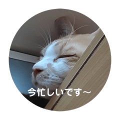 chibi_20210815070136