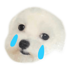 QQ小豆