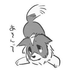 Border collie with drooping ears