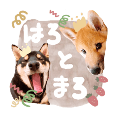 tanuki_20210815112841
