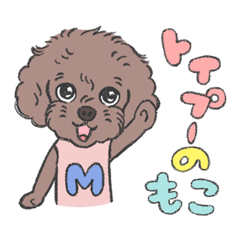 Moco the brown toy poodle