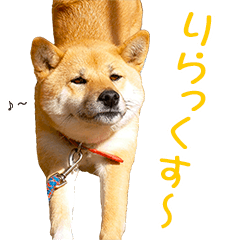 Shiba Inu Yuge's daily 2