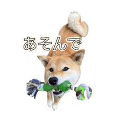 Shibainu HARU Chan