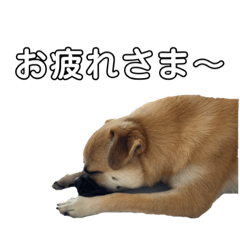 Qoo sticker 3