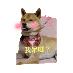 柴犬肉鬆貼圖