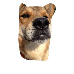 momiji dog