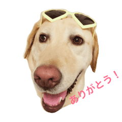 可愛い犬のスタンプ 男の子 Line スタンプ Line Store