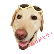 cute dog.  boy