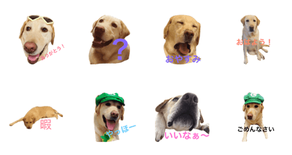 cute dog.  boy
