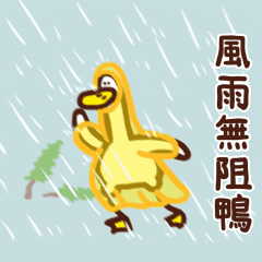 風雨無阻鴨！