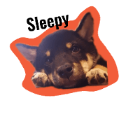 cute shibadog