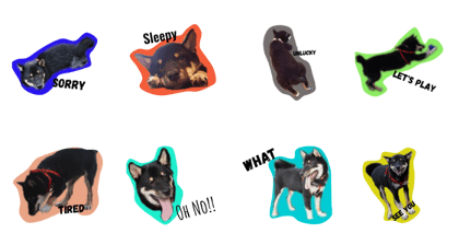 cute shibadog