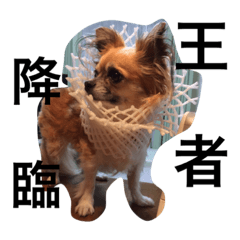 chihuahua bambi&koharu