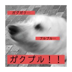 Mixedbreeddog!Mona&Tida