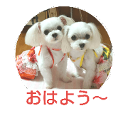 Maltese COCO&KIRA