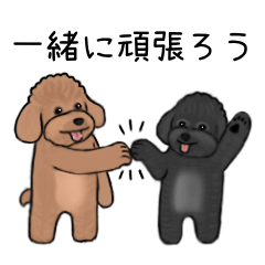 Poodle Club (Japanese version)