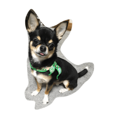 Black  Chihuahua