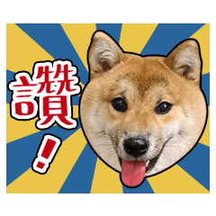 Shiba！柴犬芝芝日常用語