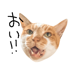 A sticker of the cat Sabu