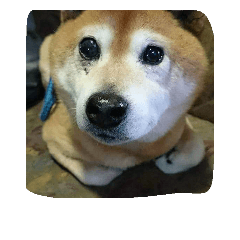 shiba9